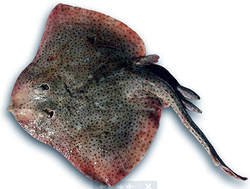 Raja brachyura_05.jpg
